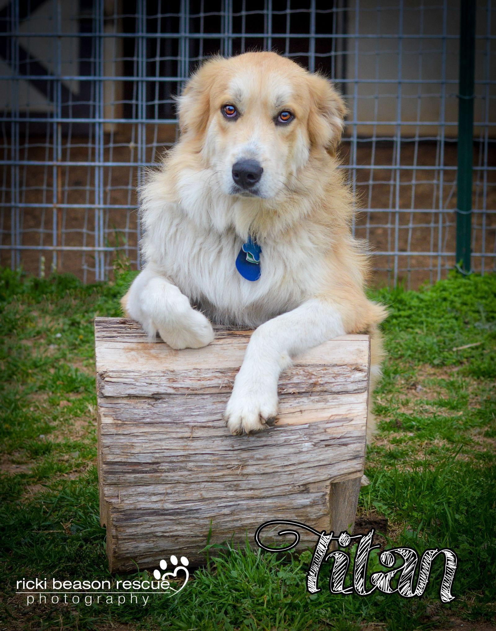 Titan (2016), Adopted, Young Male Great Pyrenees & Golden Retriever.