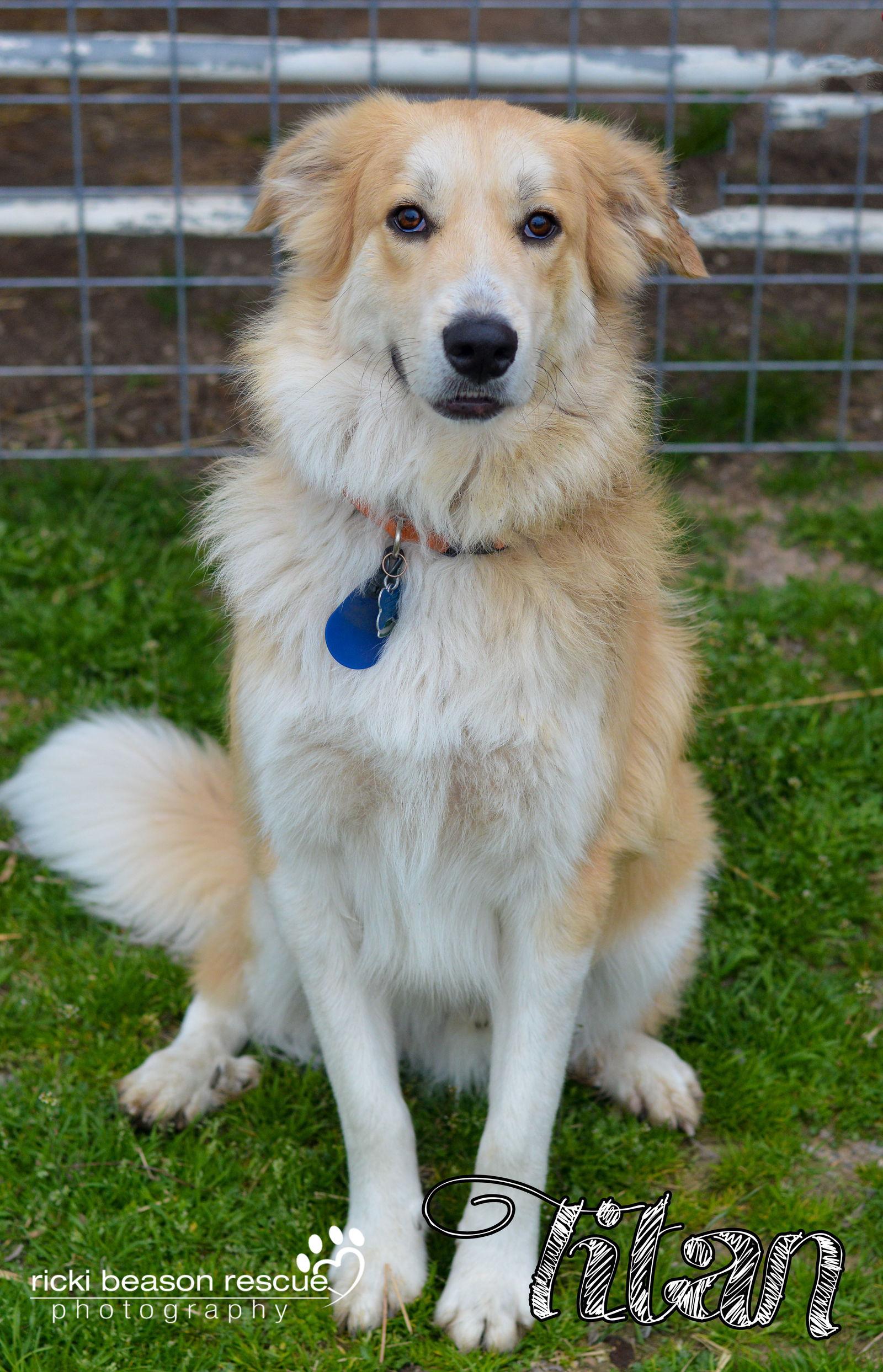 Enlarge Titan (2016), a Adopted mixed breed in Whitewright, TX image 3/3