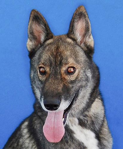 SCAR, Adoptable, Adult Male German Shepherd Dog & Husky.