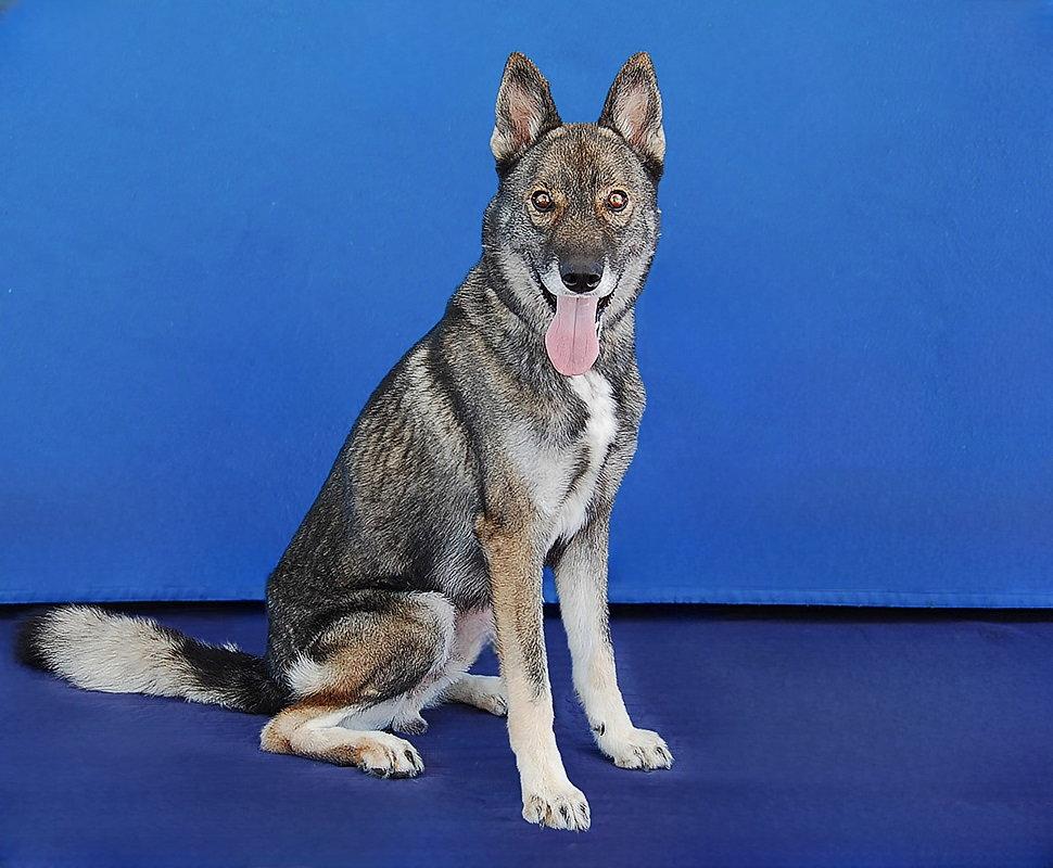 Enlarge SCAR, a Adoptable mixed breed in Pasadena, CA image 2/2