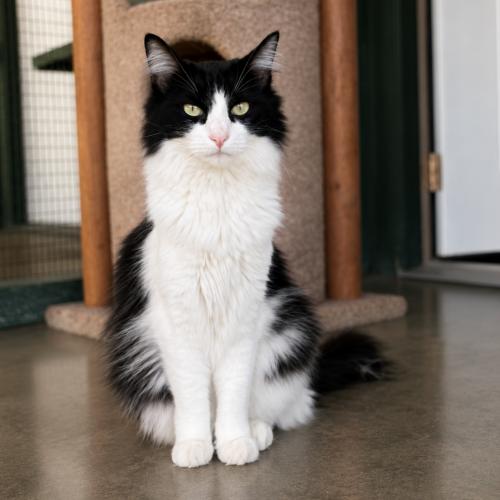 Enlarge Chloe, a Adoptable mixed breed in Lathrop, CA image 1/1