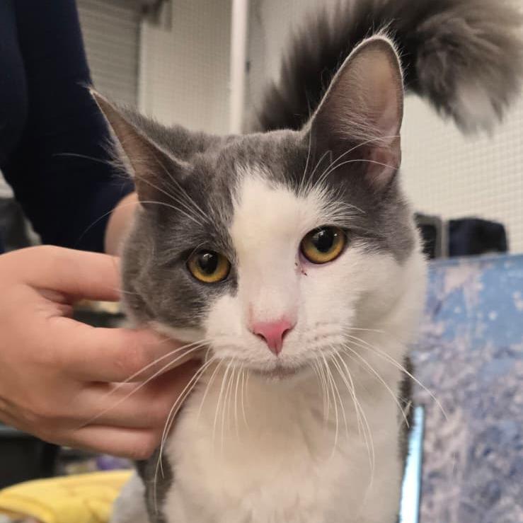 Bonfire, Adoptable, Adult Male Domestic Medium Hair.