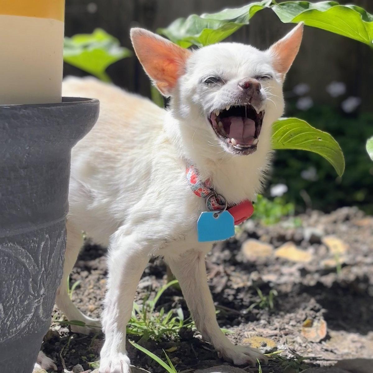 Enlarge Precious, a Adopted Chihuahua in Oakland, CA image 1/3