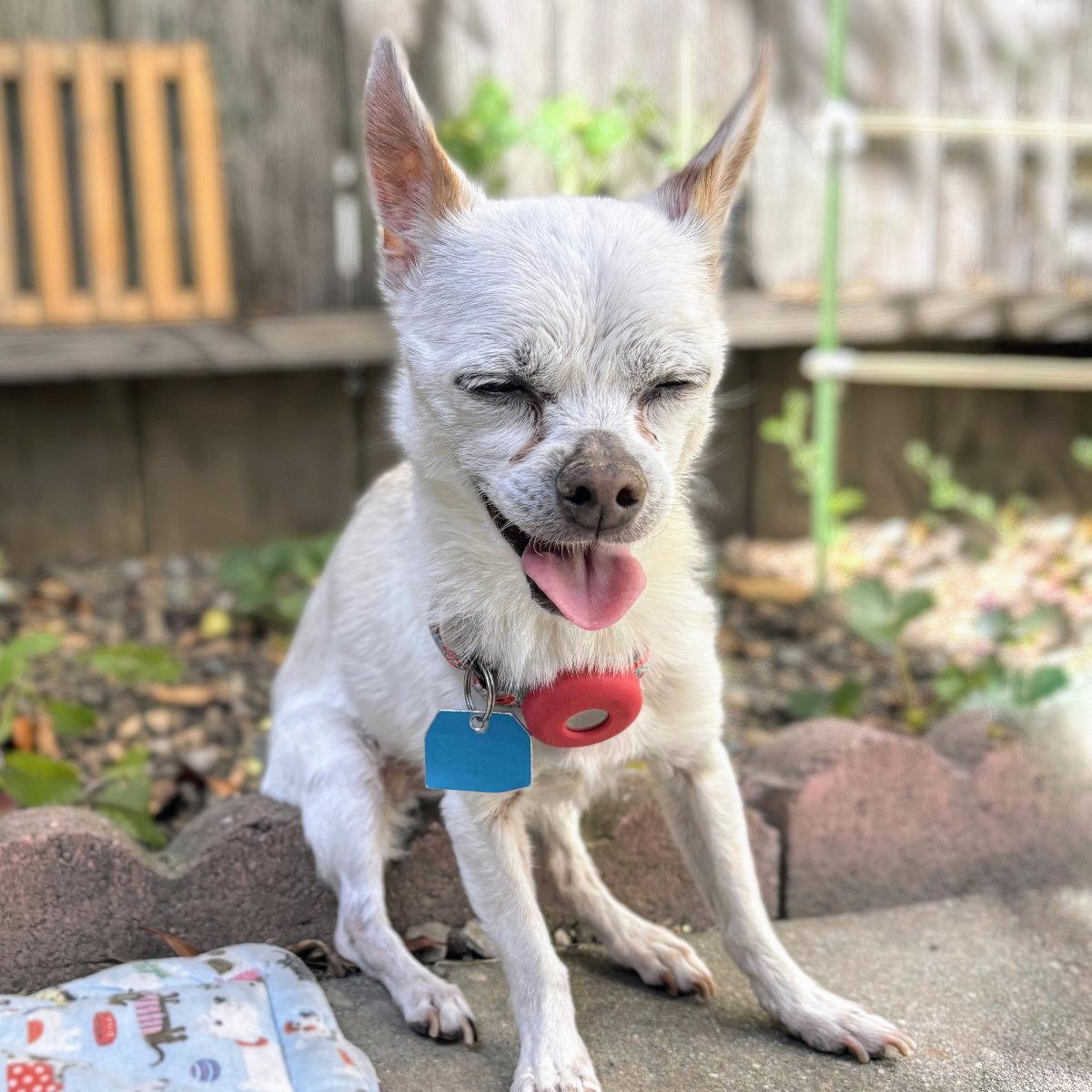 Enlarge Precious, a Adopted Chihuahua in Oakland, CA image 2/3