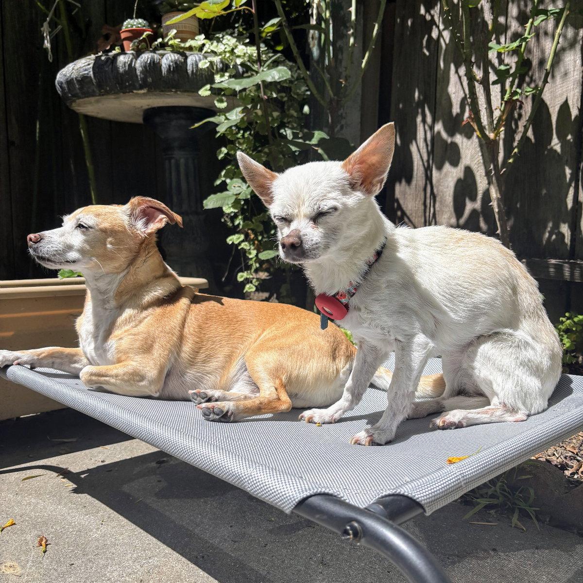 Enlarge Precious, a Adopted Chihuahua in Oakland, CA image 3/3