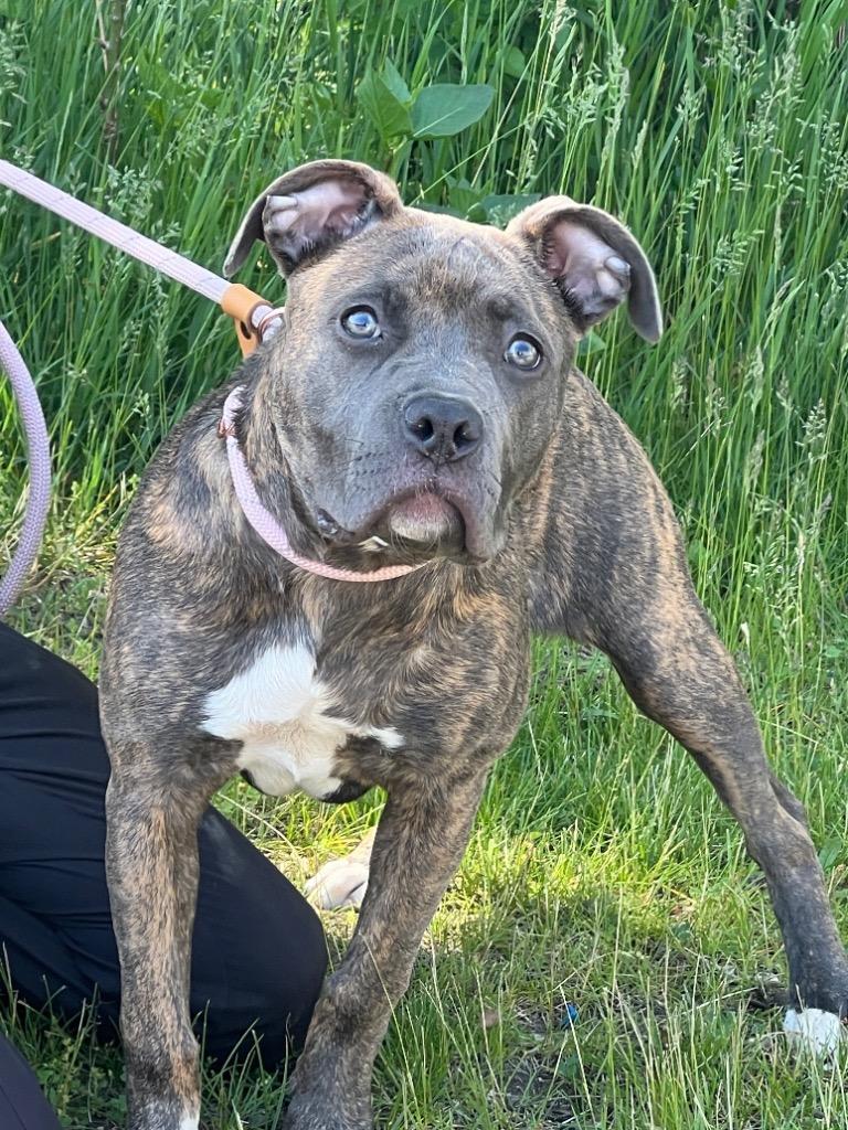 Enlarge Harper Luna (foster), a Adoptable mixed breed in Muskegon, MI image 1/6
