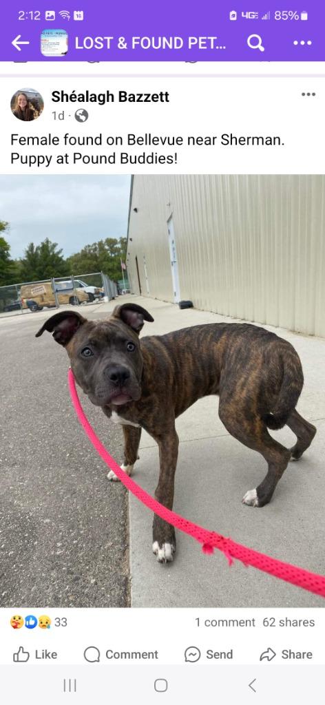 Enlarge Harper Luna (foster), a Adoptable mixed breed in Muskegon, MI image 3/6