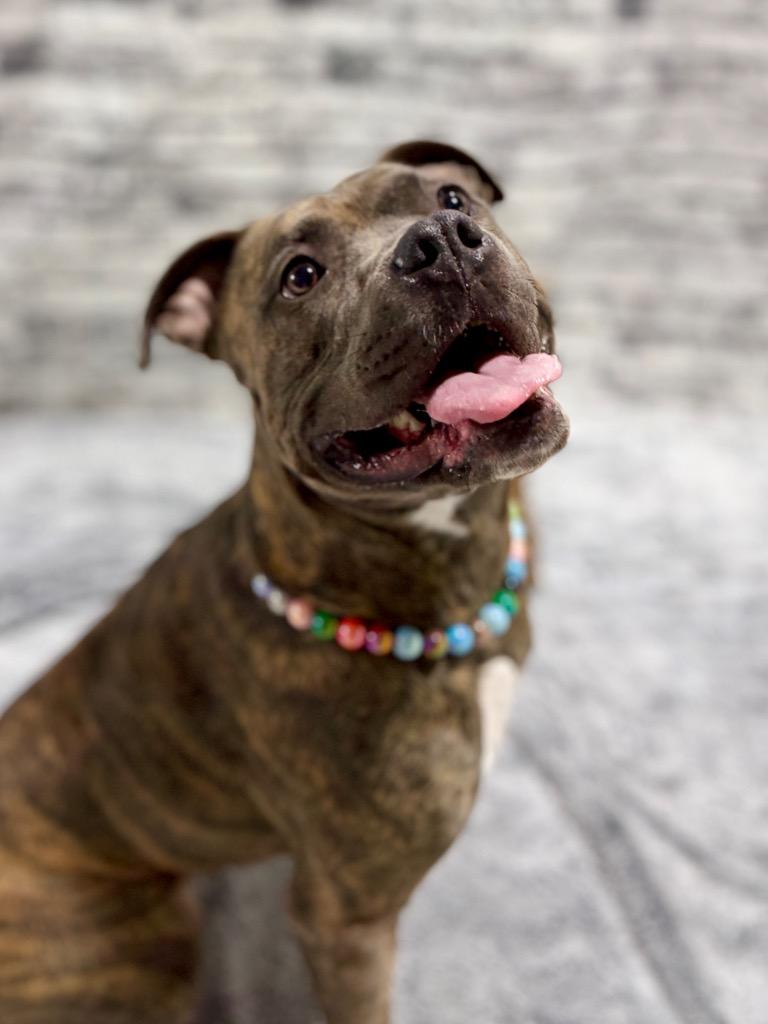 Enlarge Harper Luna (foster), a Adoptable mixed breed in Muskegon, MI image 4/6