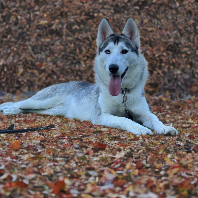 Aurora, Adoptable, Adult Female Husky.