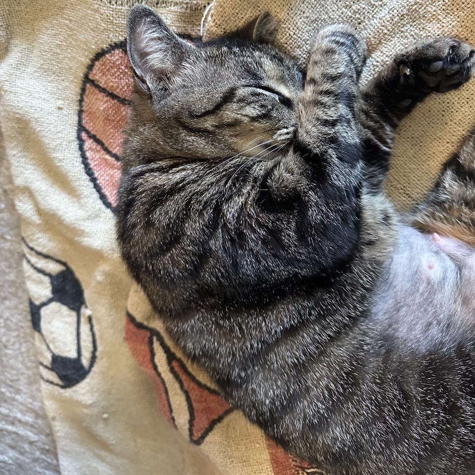 Paisley, Adoptable, Adult Female Domestic Short Hair.