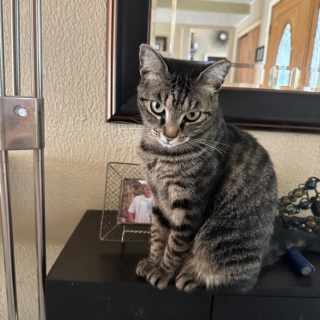 Paisley, a Adoptable mixed breed in Houston, TX image 2/6