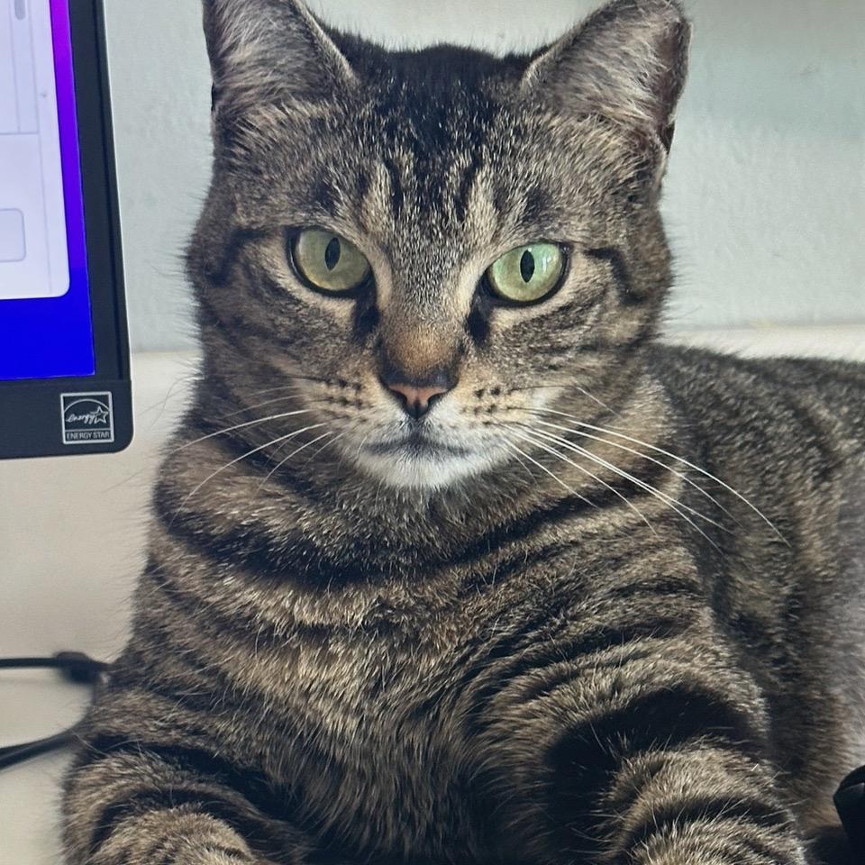 Paisley, Adoptable, Adult Female Domestic Short Hair & Domestic Short Hair.