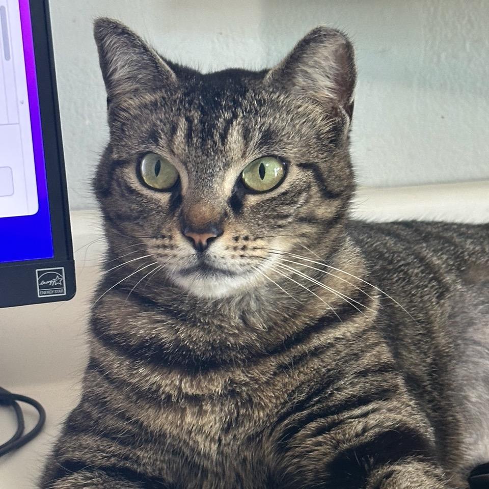 Paisley, a Adoptable mixed breed in Houston, TX image 4/6