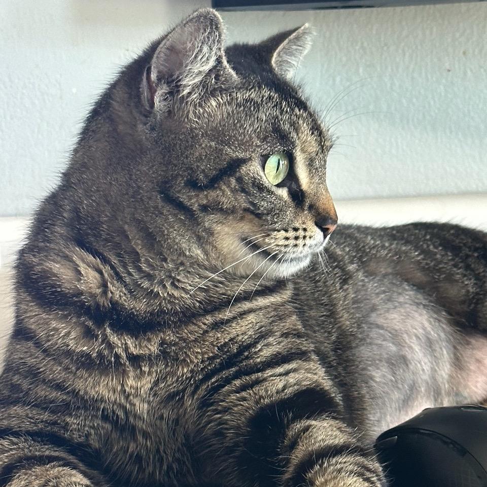 Paisley, a Adoptable mixed breed in Houston, TX image 5/6