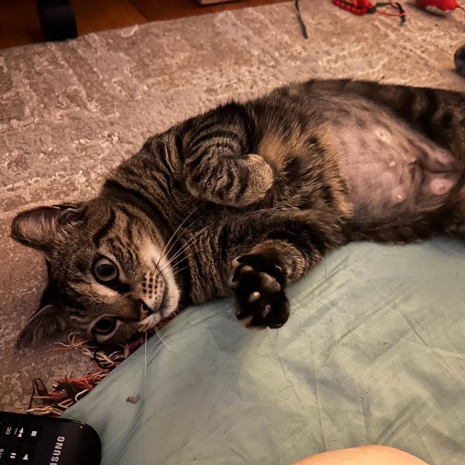 Paisley, a Adoptable mixed breed in Houston, TX image 6/6