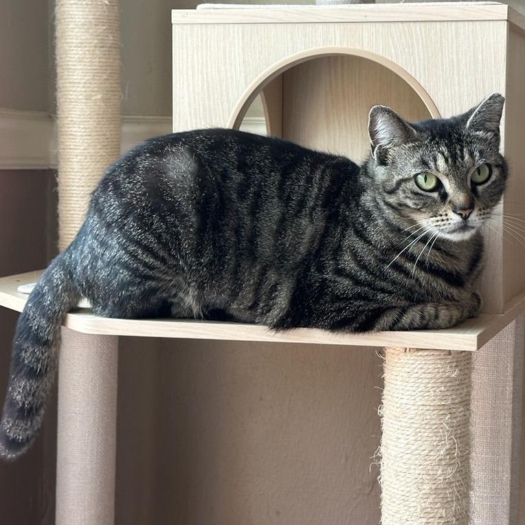 Enlarge Paisley, a Adoptable mixed breed in Houston, TX image 6/6