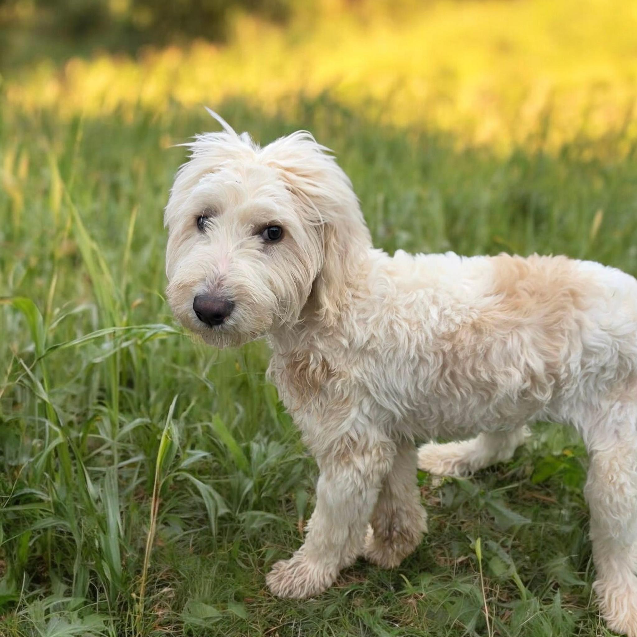 Enlarge Kevin, an adopted Labradoodle in Chesnee, SC image 1/2