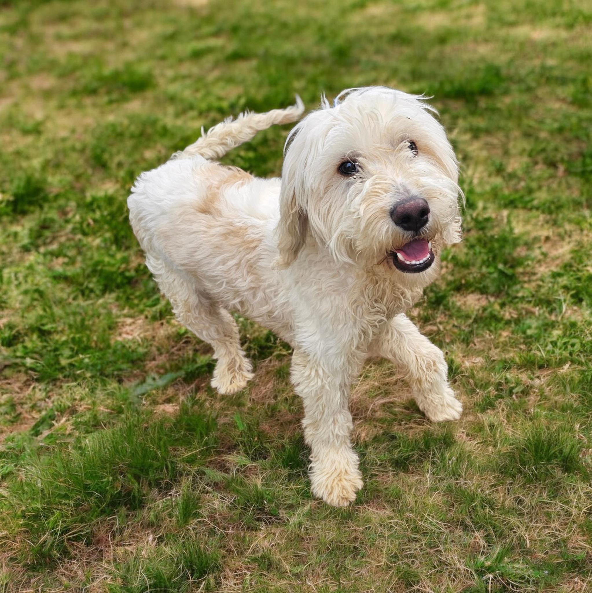 Enlarge Kevin, an adopted Labradoodle in Chesnee, SC image 2/2