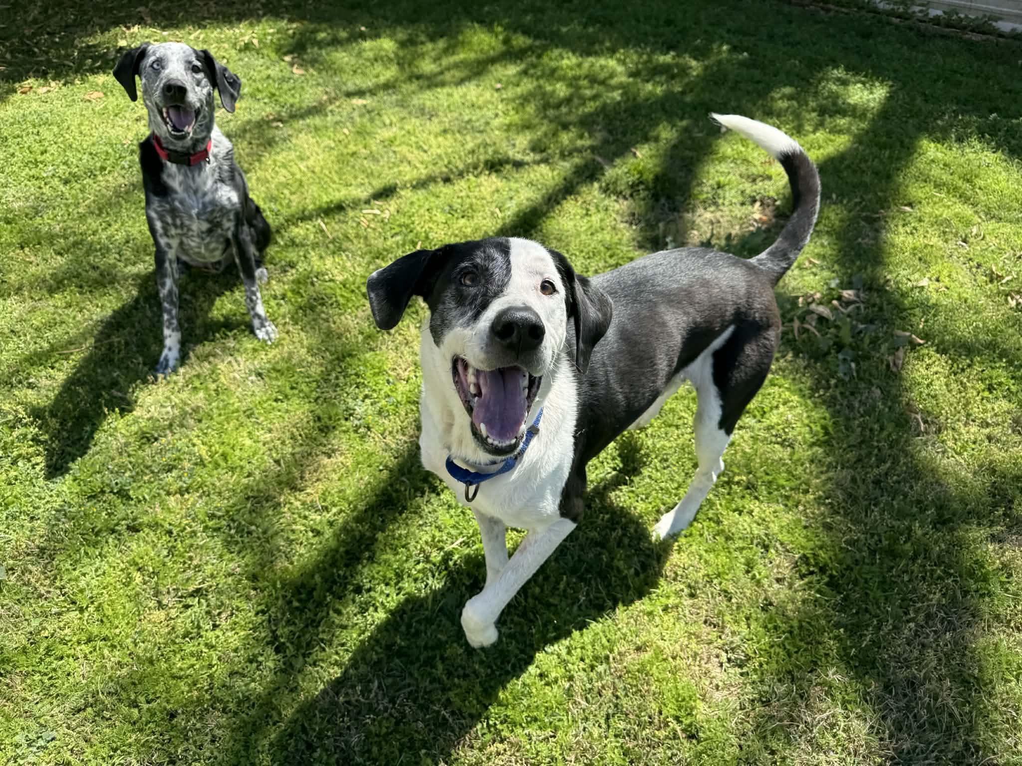 Enlarge Buddy and Tripp, a Adoptable mixed breed in Glendale, AZ image 1/5