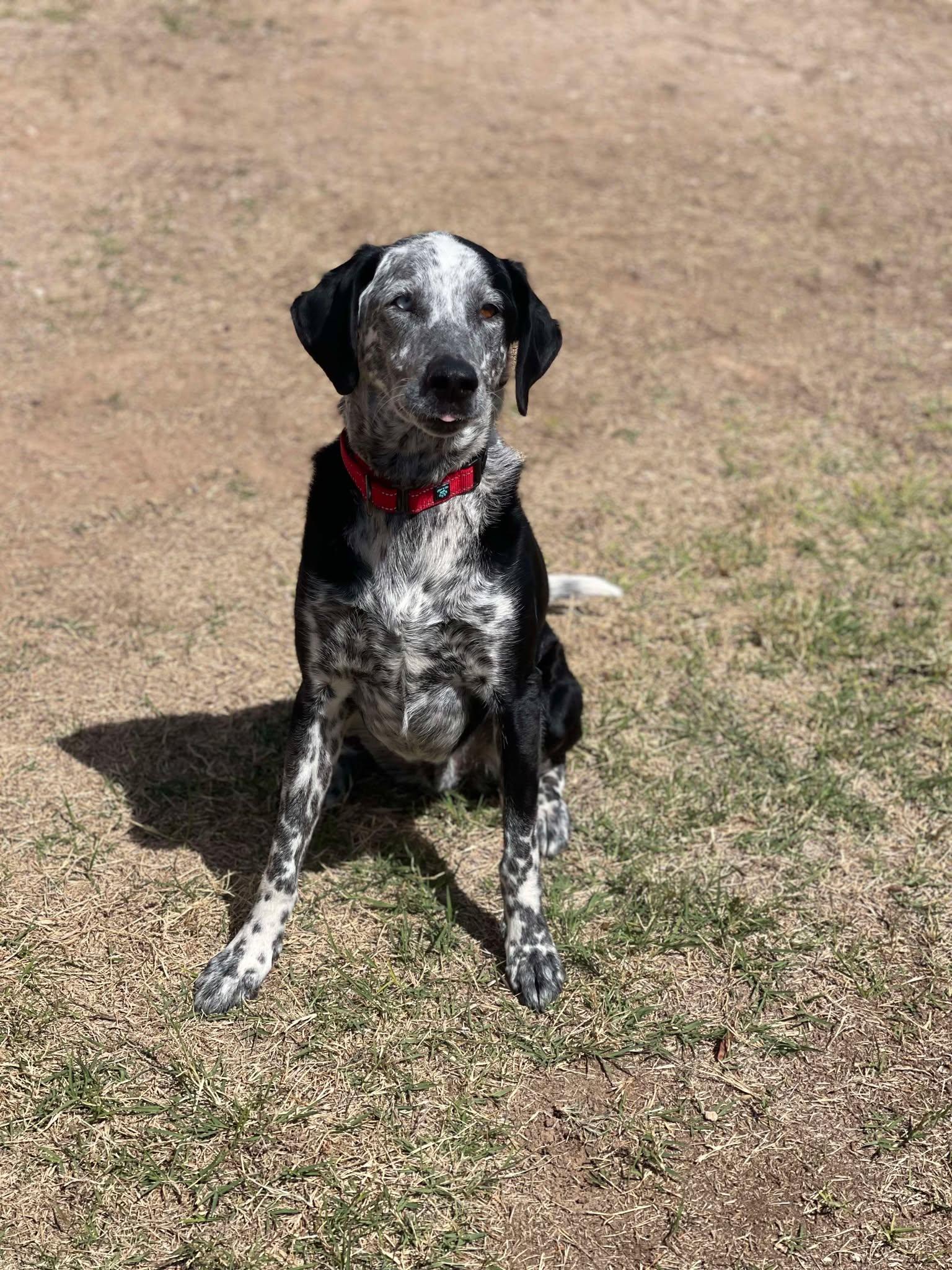 Buddy and Tripp, a Adoptable mixed breed in Glendale, AZ image 6/6