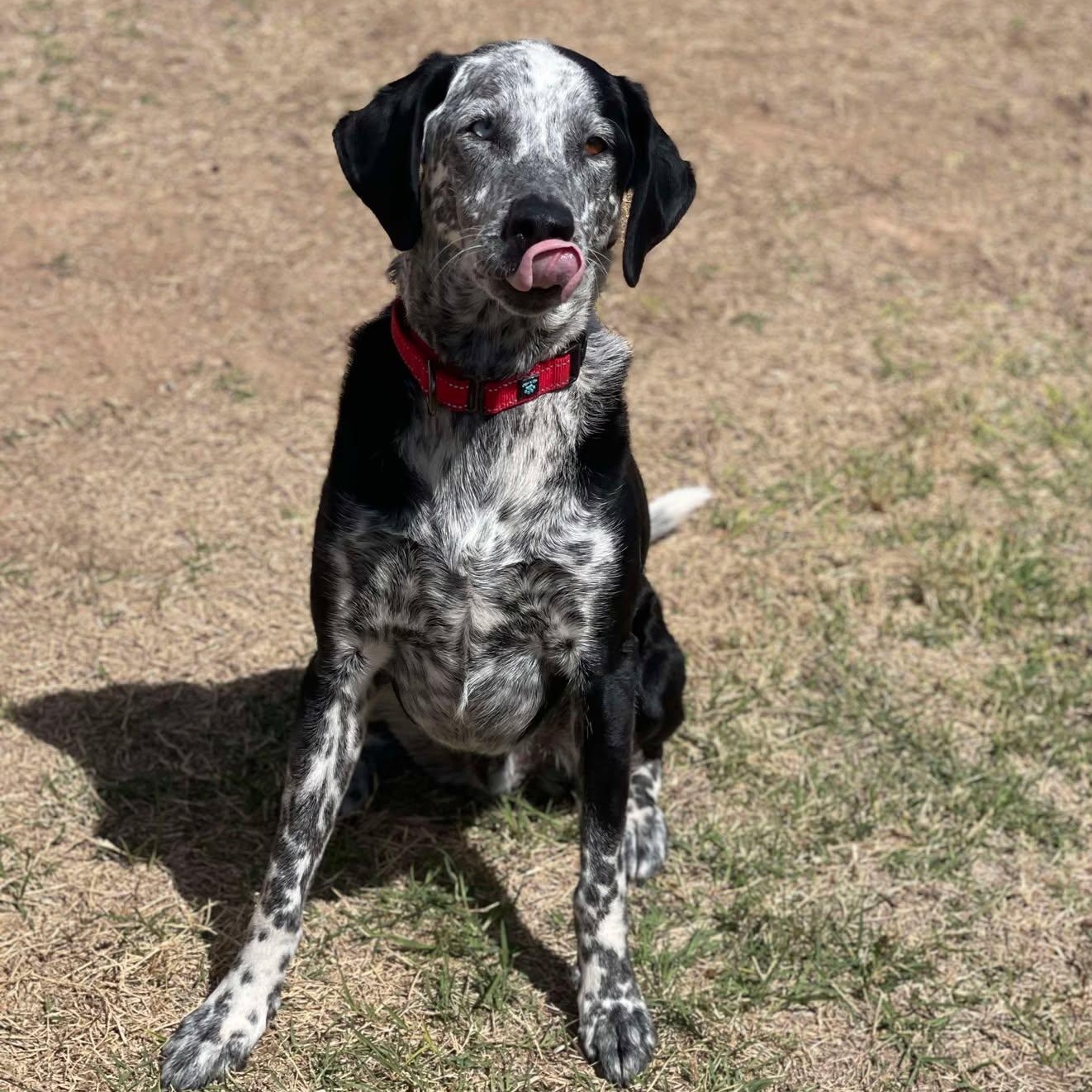 Buddy and Tripp, a Adoptable mixed breed in Glendale, AZ image 4/6