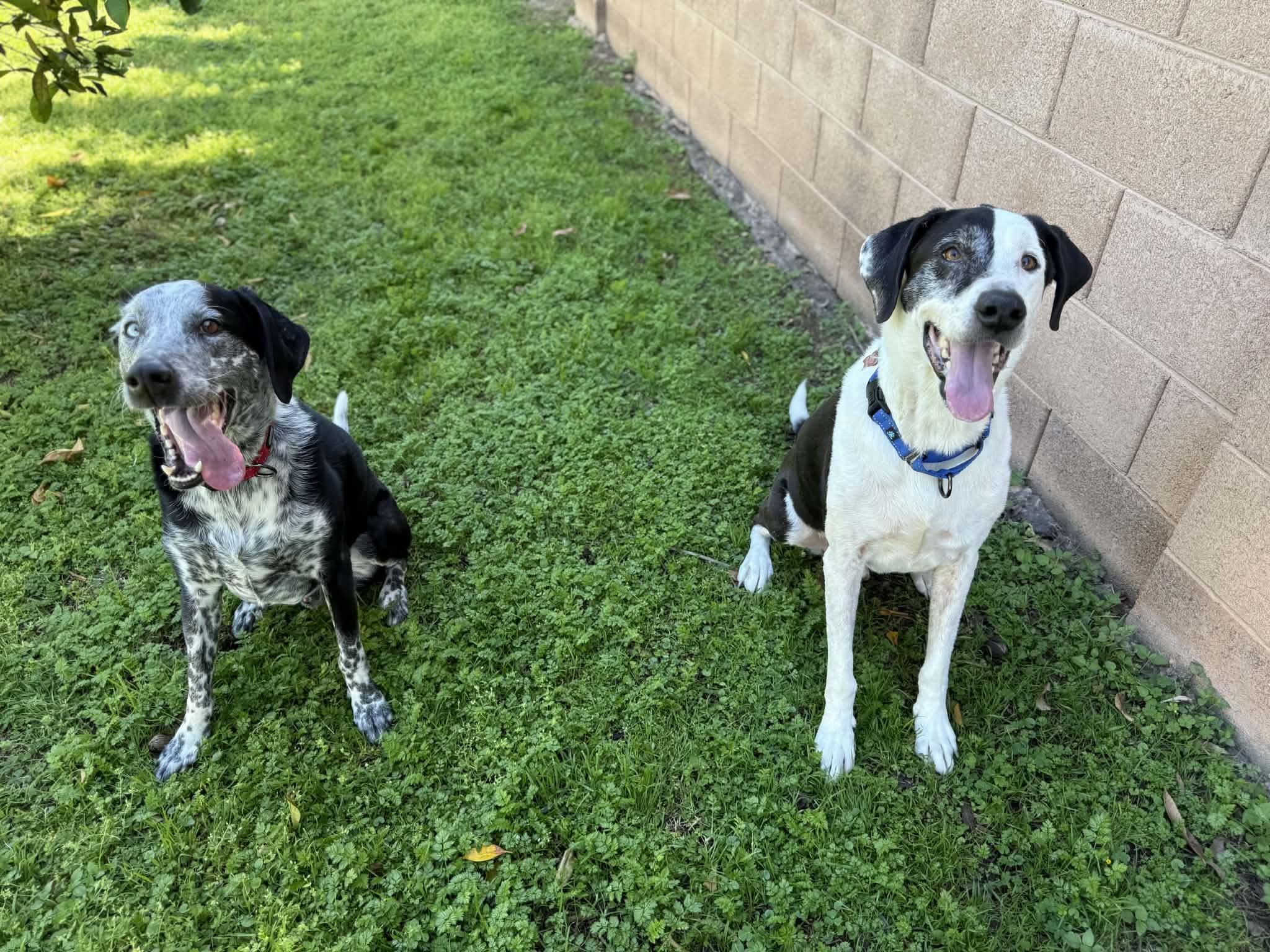 Enlarge Buddy and Tripp, a Adoptable mixed breed in Glendale, AZ image 5/5