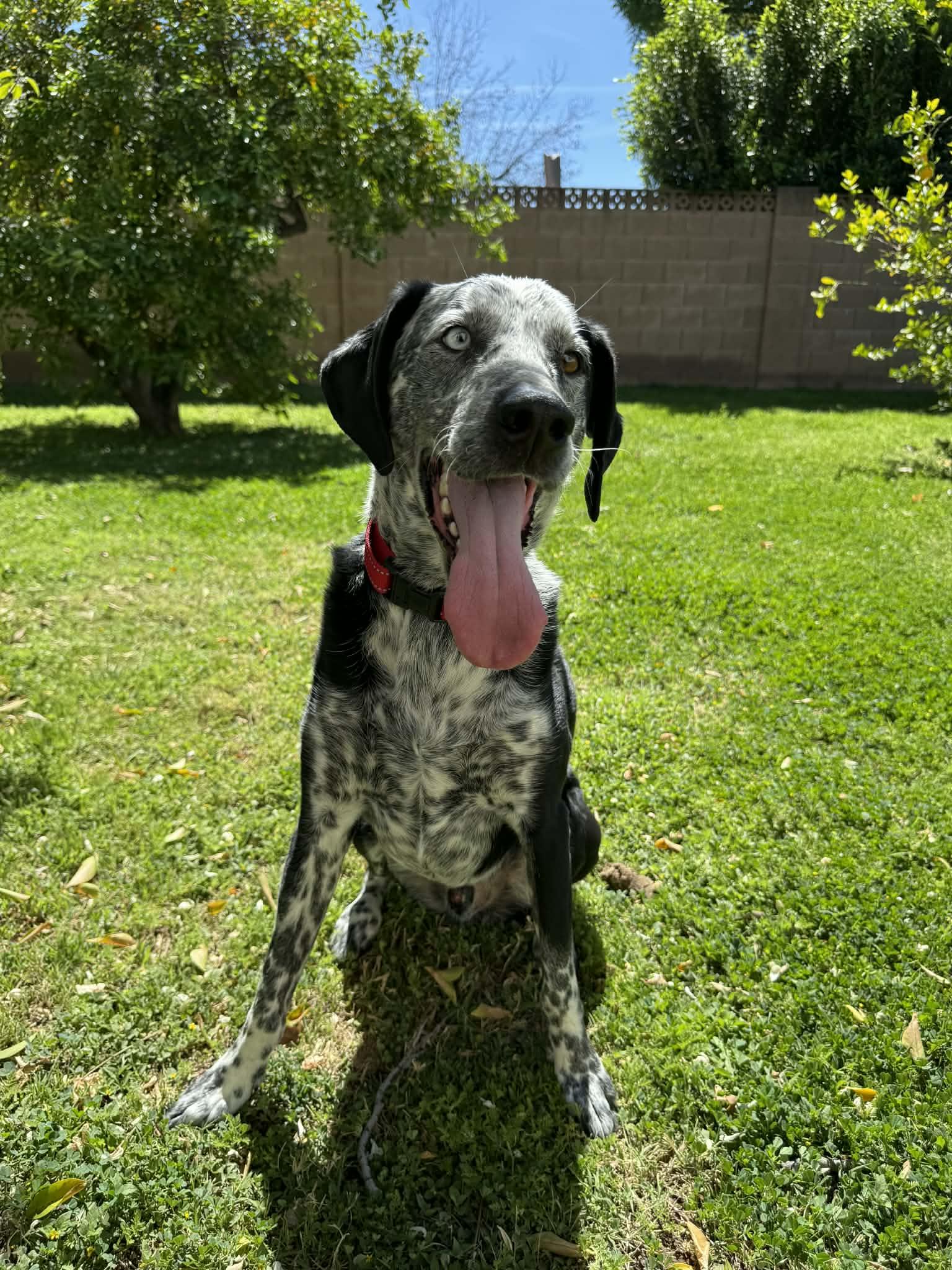 Enlarge Buddy and Tripp, a Adoptable mixed breed in Glendale, AZ image 2/5