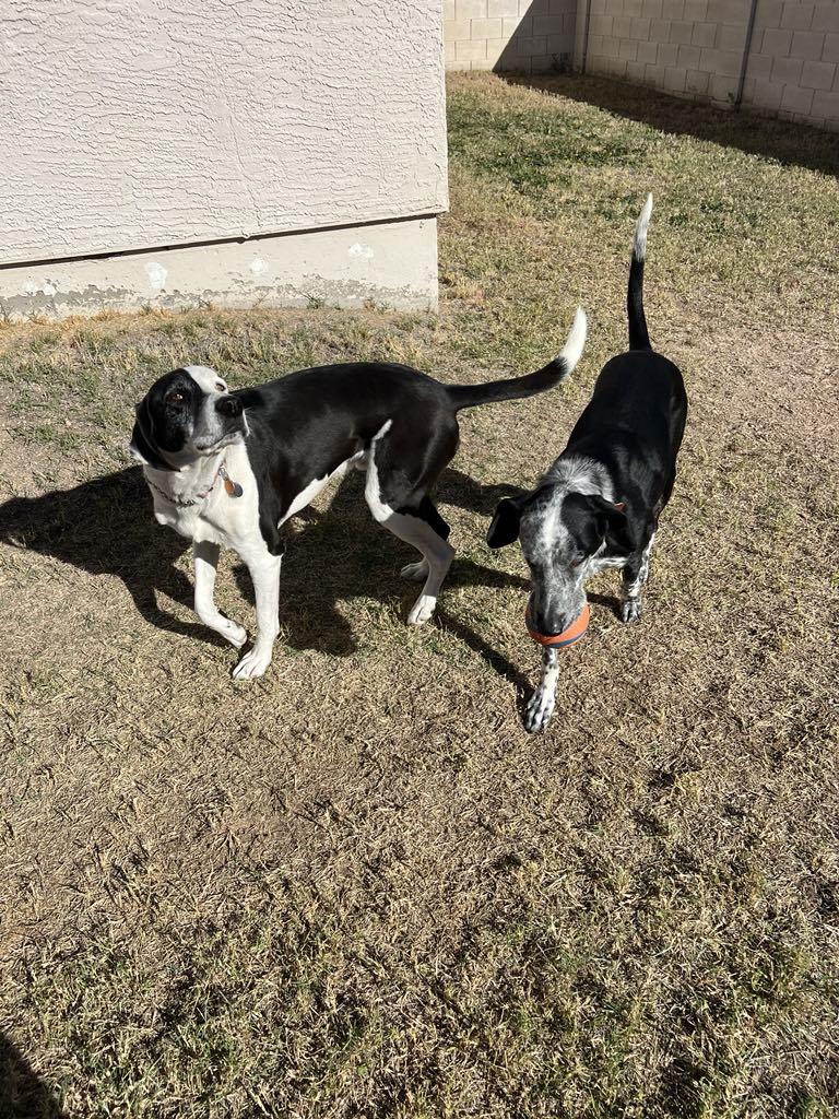 Buddy and Tripp, Adoptable, Adult Male Hound & Border Collie.