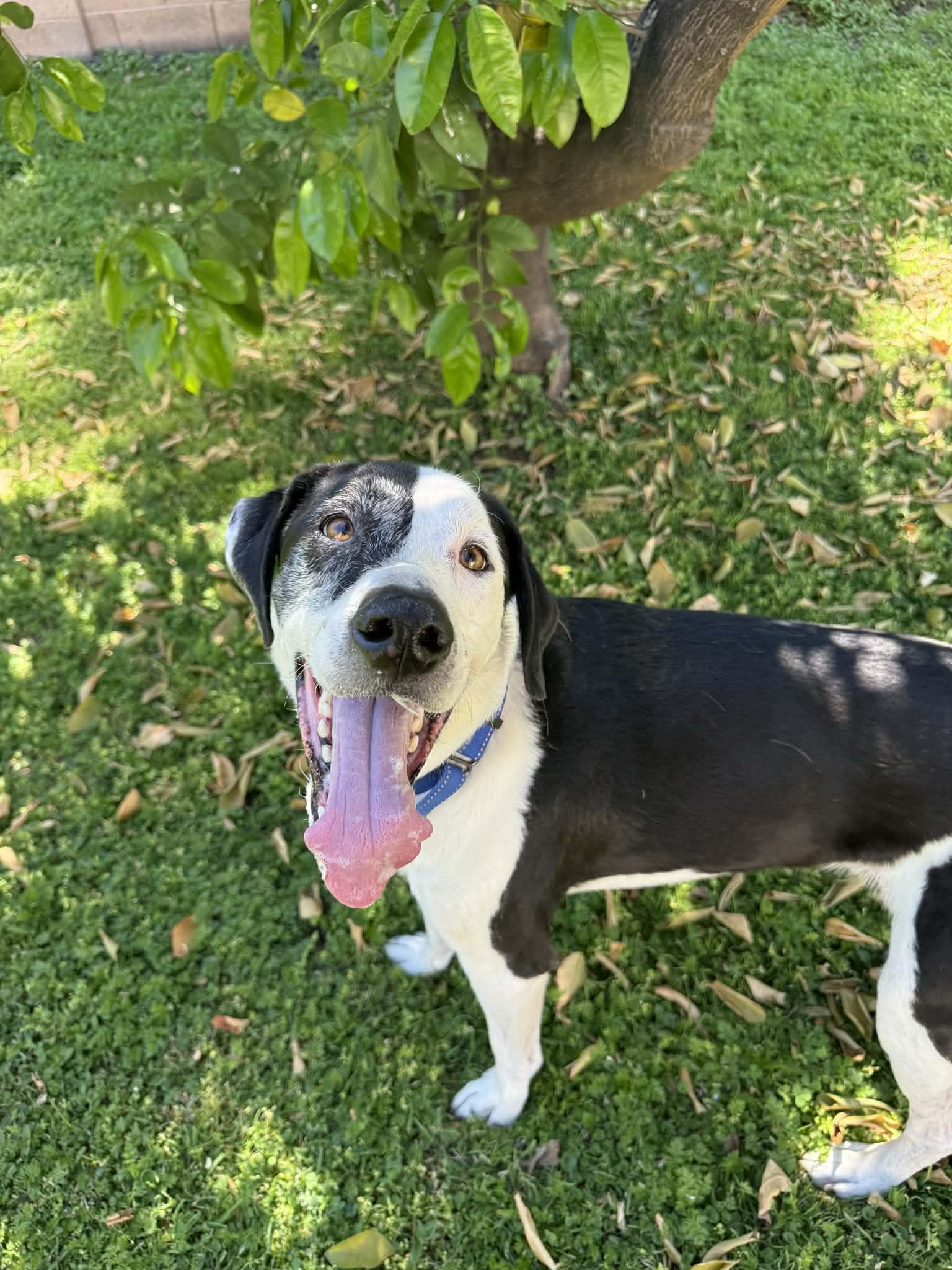 Enlarge Buddy and Tripp, a Adoptable mixed breed in Glendale, AZ image 3/5
