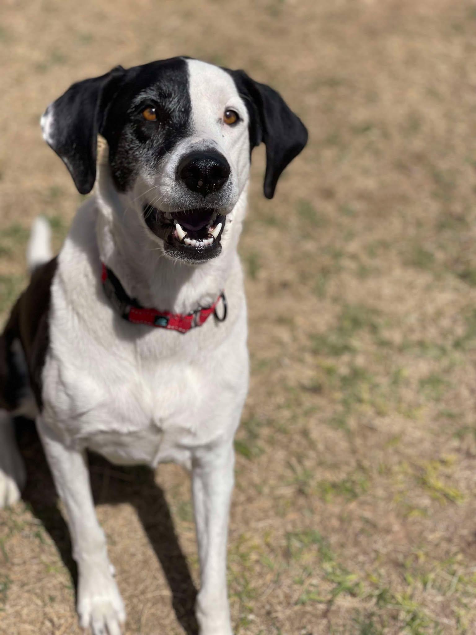 Buddy and Tripp, a Adoptable mixed breed in Glendale, AZ image 2/6