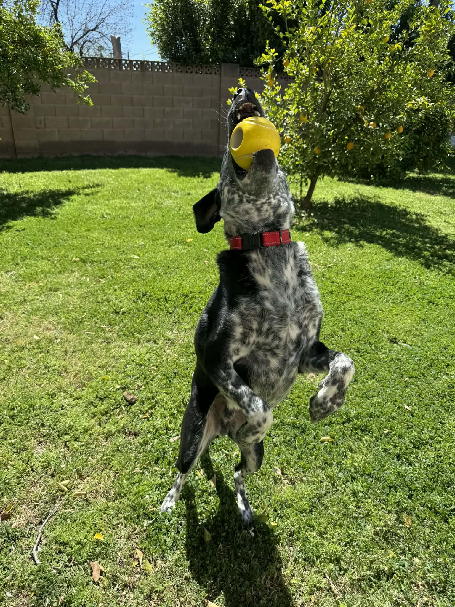Enlarge Buddy and Tripp, a Adoptable mixed breed in Glendale, AZ image 4/5