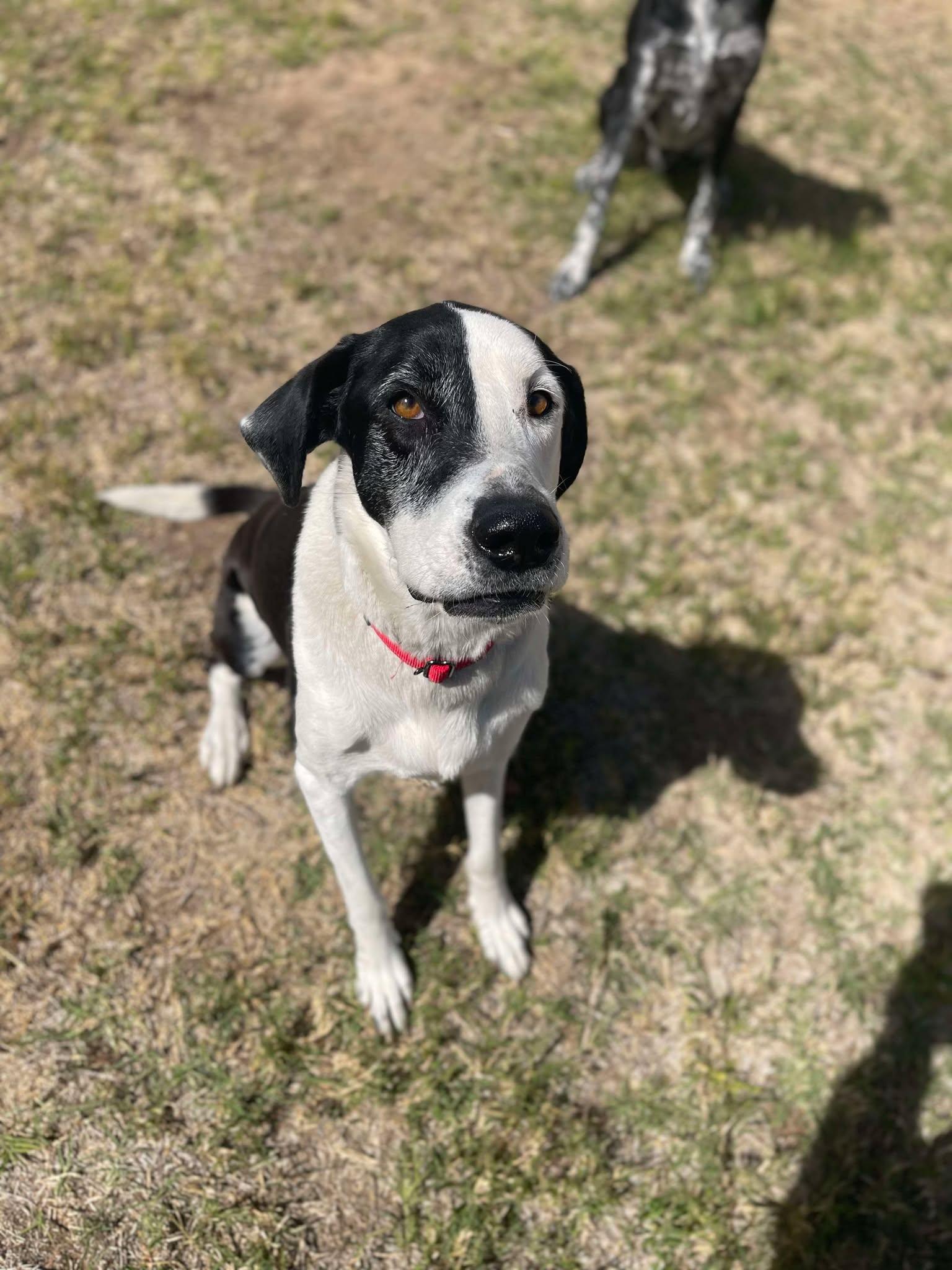 Buddy and Tripp, a Adoptable mixed breed in Glendale, AZ image 5/6