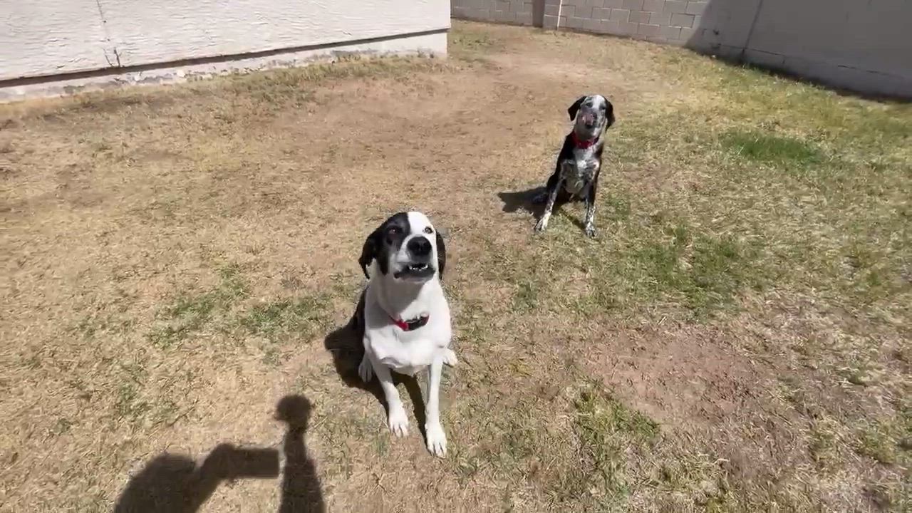 Enlarge Buddy and Tripp, a Adoptable mixed breed in Glendale, AZ video 3/6