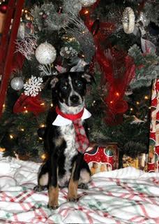 Bingo, a Adoptable mixed breed in Little Rock, AR image 1/4