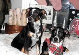 Bingo, a Adoptable mixed breed in Little Rock, AR image 2/4