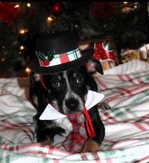 Bingo, a Adoptable mixed breed in Little Rock, AR image 3/4