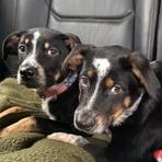 Bingo, a Adoptable mixed breed in Little Rock, AR image 4/4