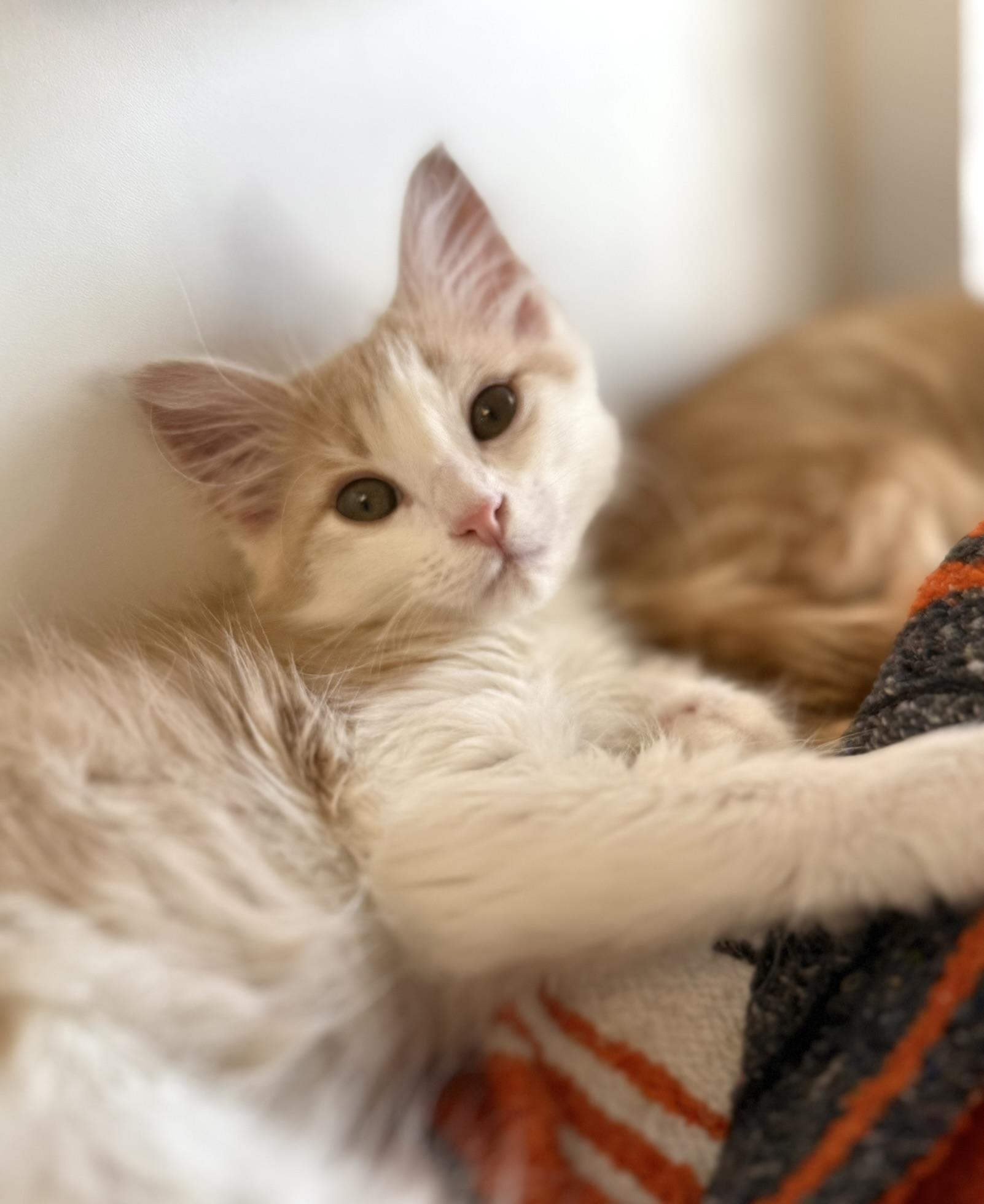 Nissan, Adopted, Kitten Male Domestic Long Hair.