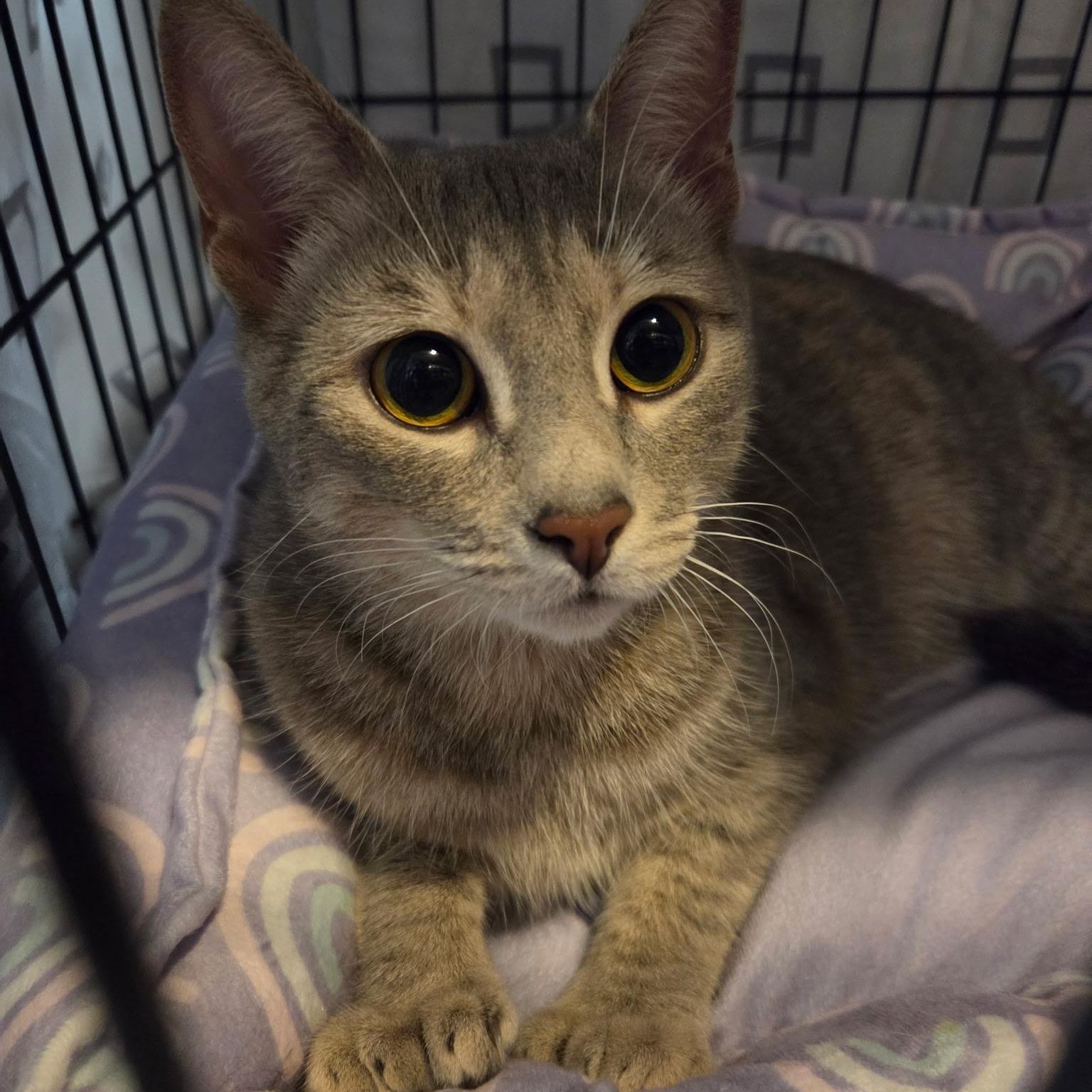 Lady Tons of Toes, an adopted Domestic Short Hair in Warwick, RI image 2/4