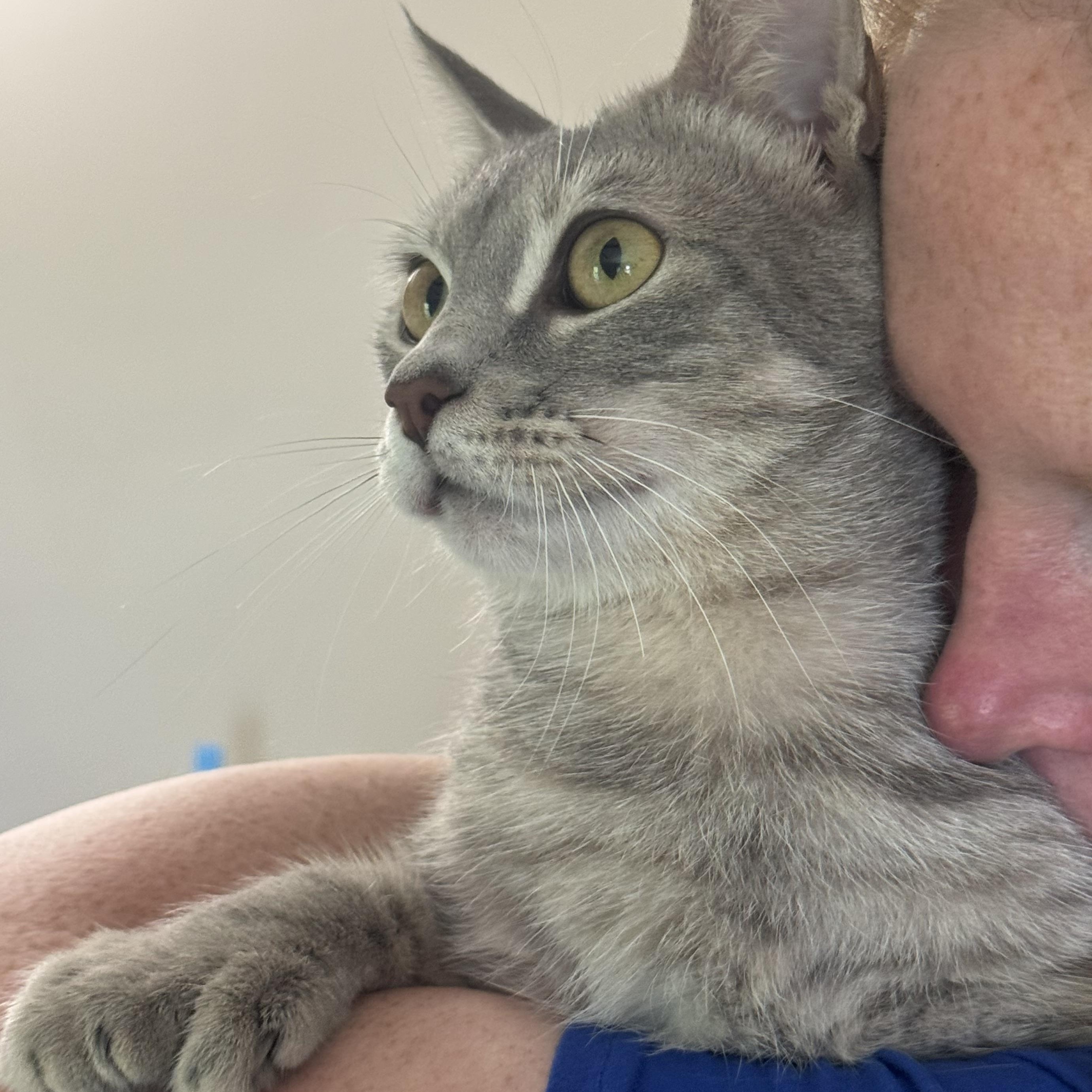 Lady Tons of Toes, an adopted Domestic Short Hair in Warwick, RI image 4/4