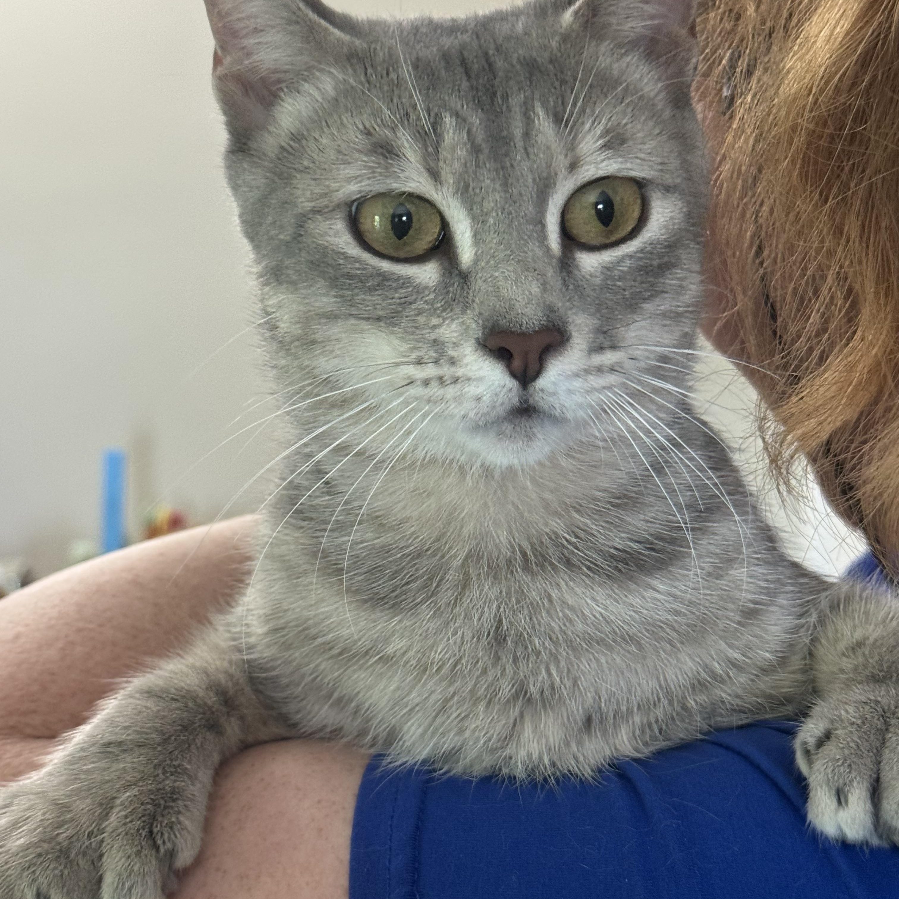 Lady Tons of Toes, an adopted Domestic Short Hair in Warwick, RI image 3/4