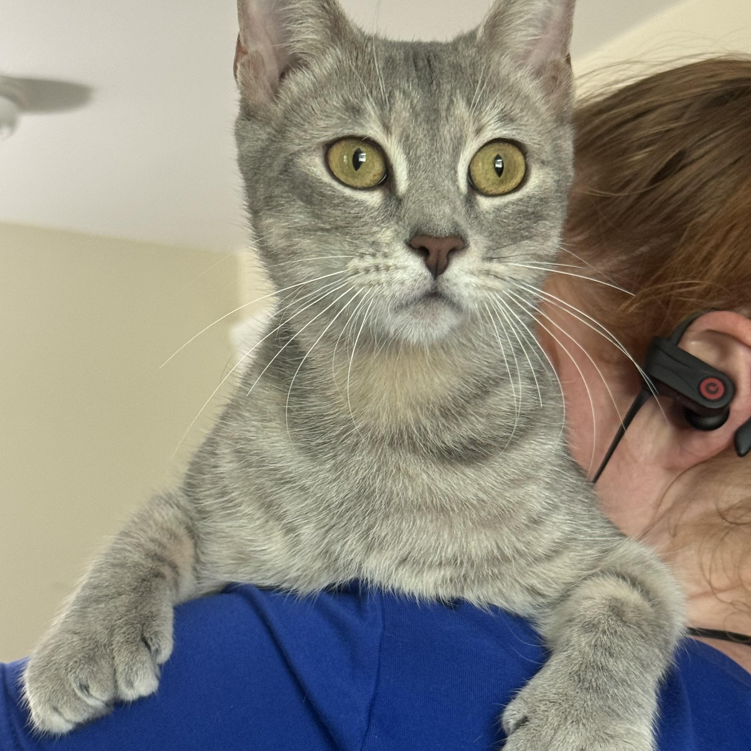 Lady Tons of Toes, an adopted Domestic Short Hair in Warwick, RI image 1/4