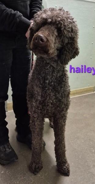 Hailey, ADOPTABLE, Adult Female Standard Poodle.