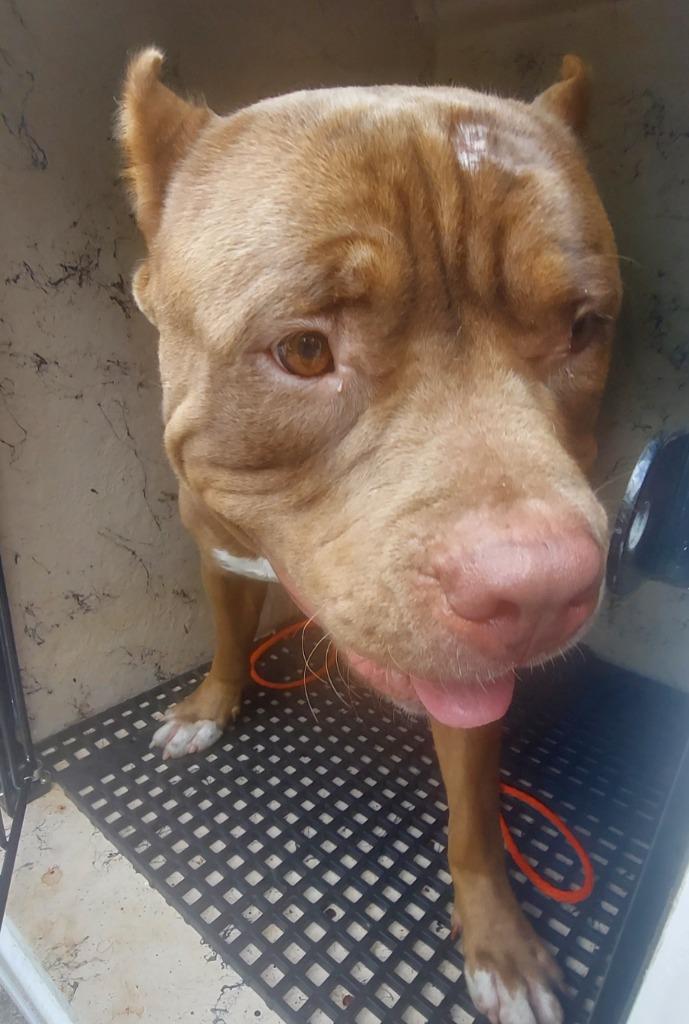 Monroe, Adoptable, Adult Male Mixed Breed.