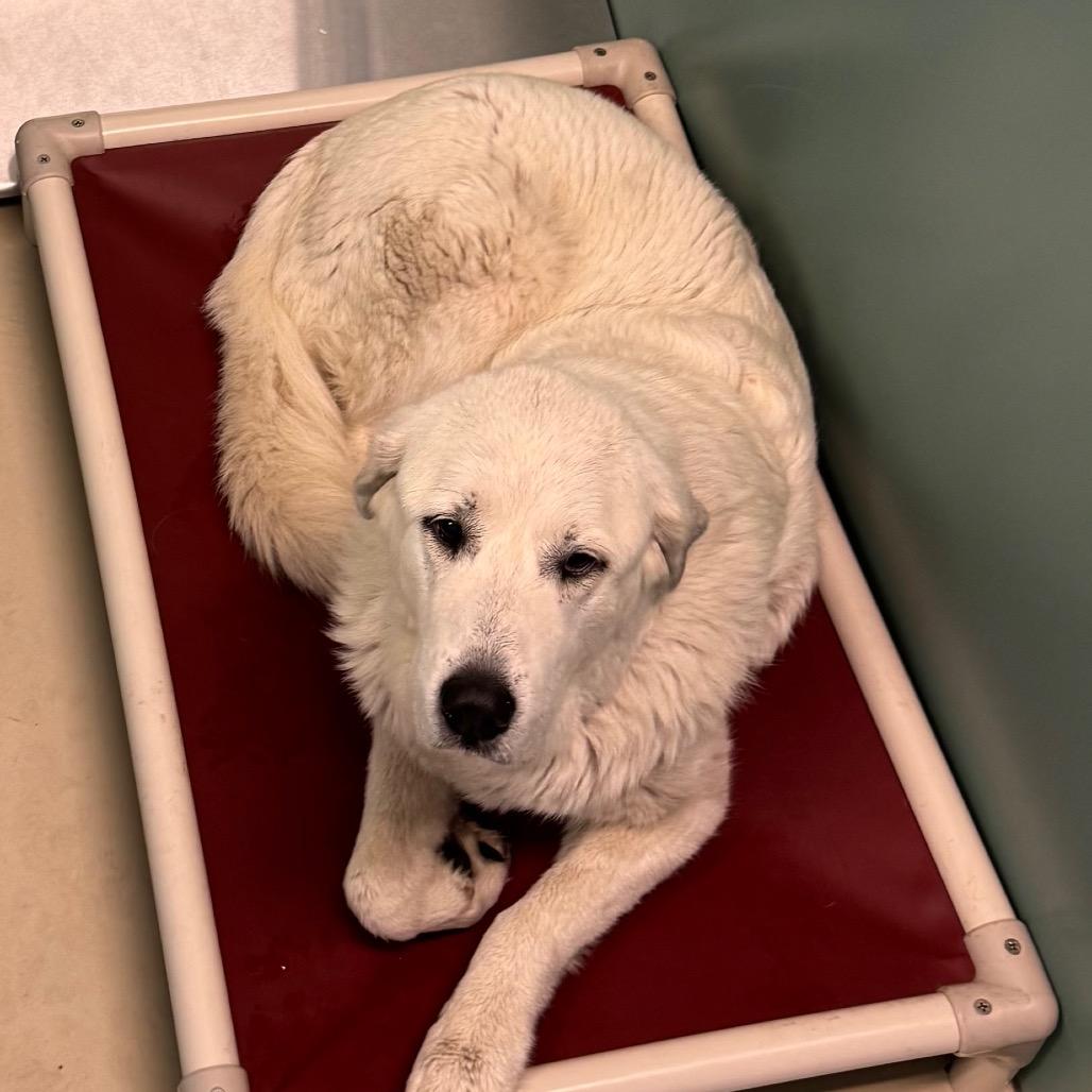 Enlarge Tilda, a Adoptable Great Pyrenees in International Falls, MN image 1/1
