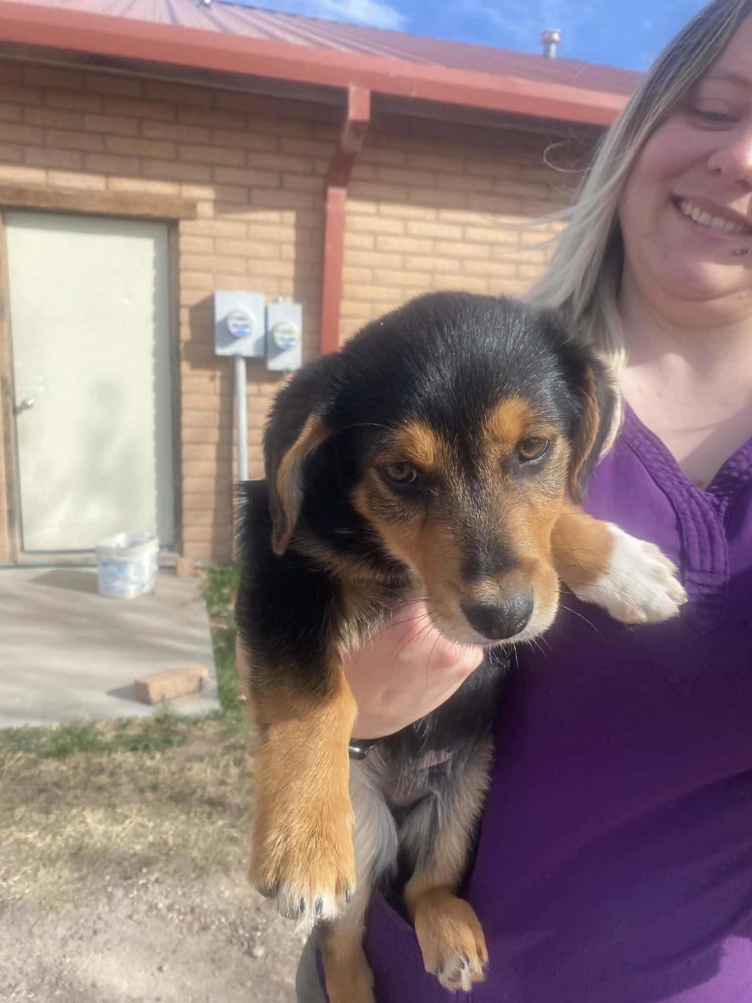 Winston, ADOPTABLE, Puppy Male Corgi.