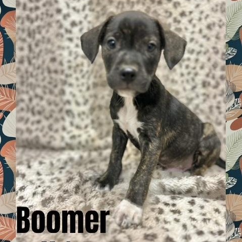 Boomer
