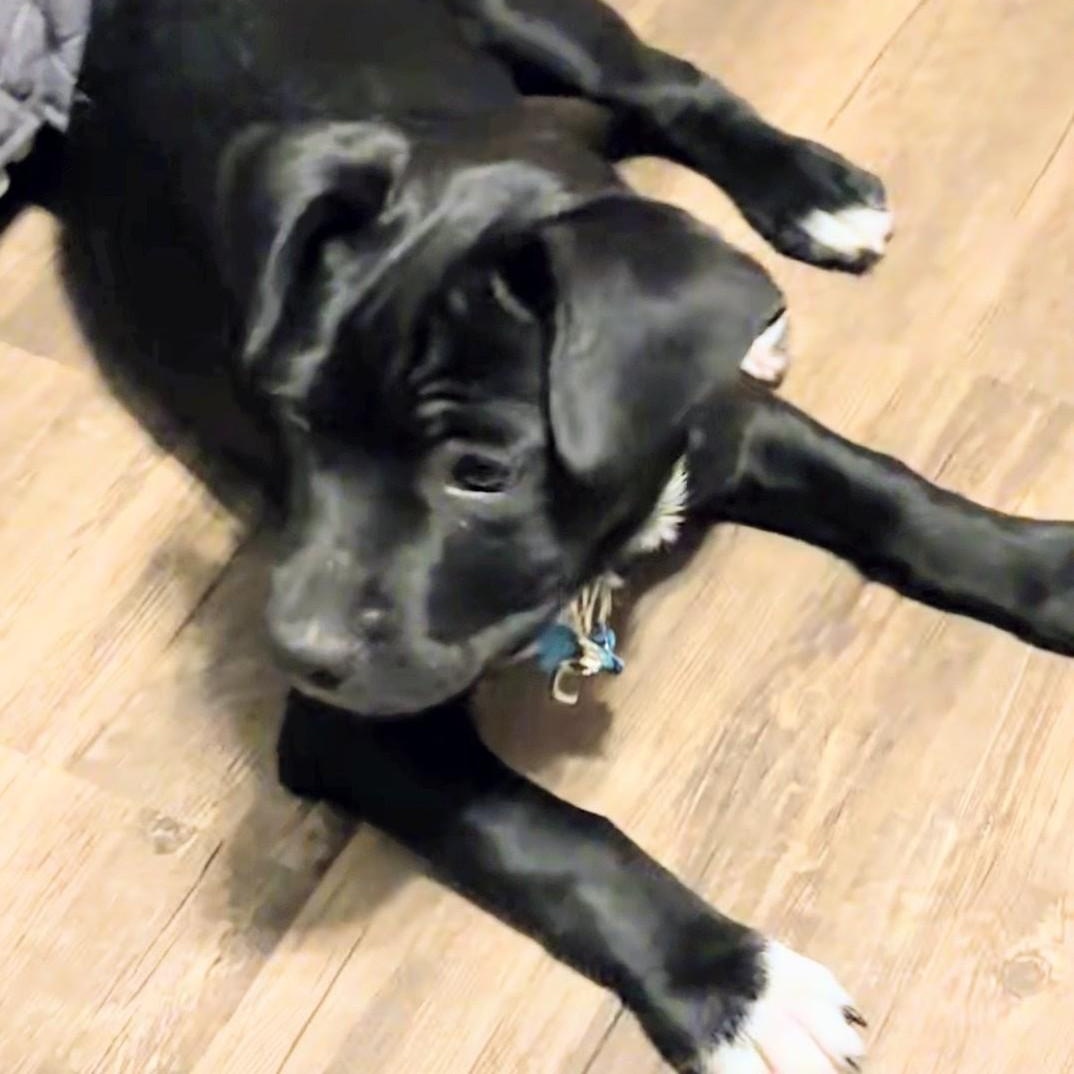 Atlas, an adopted mixed breed in Aurora, NE image 4/4