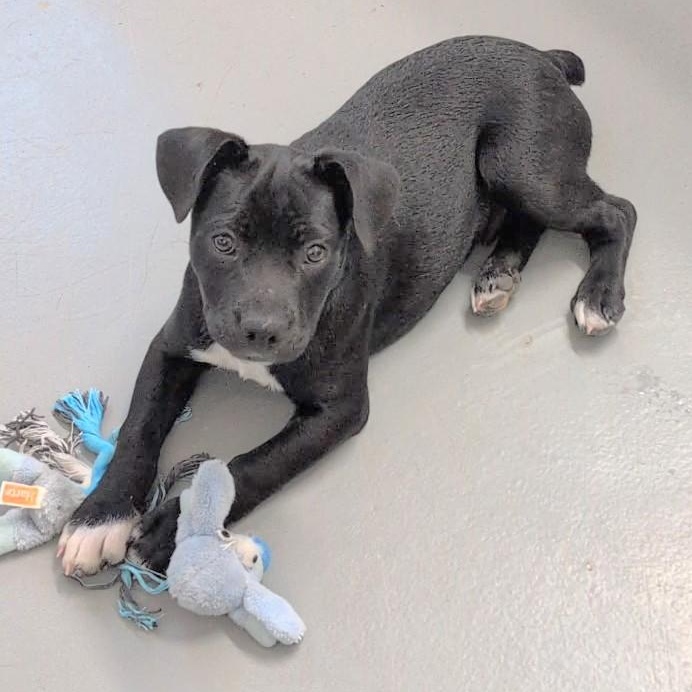 Atlas, an adopted mixed breed in Aurora, NE image 3/4