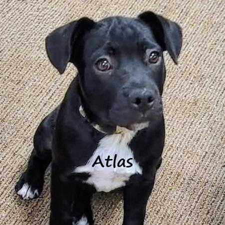 Atlas, adopted, Puppy Male Black Labrador Retriever.
